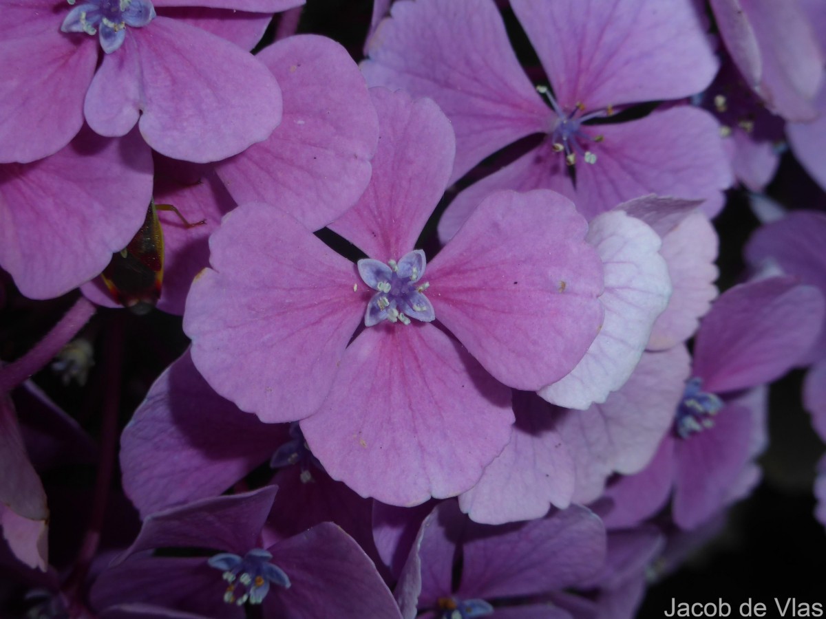 Hydrangea macrophylla (Thunb.) Ser.